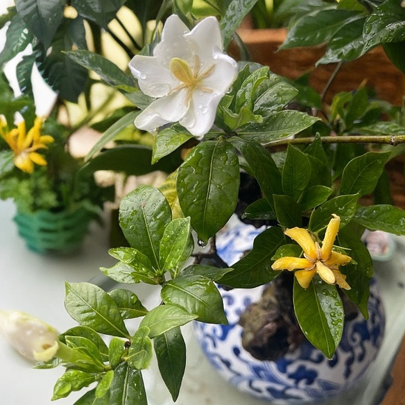 栀子花精品小盆栽（直播间一拍一物）