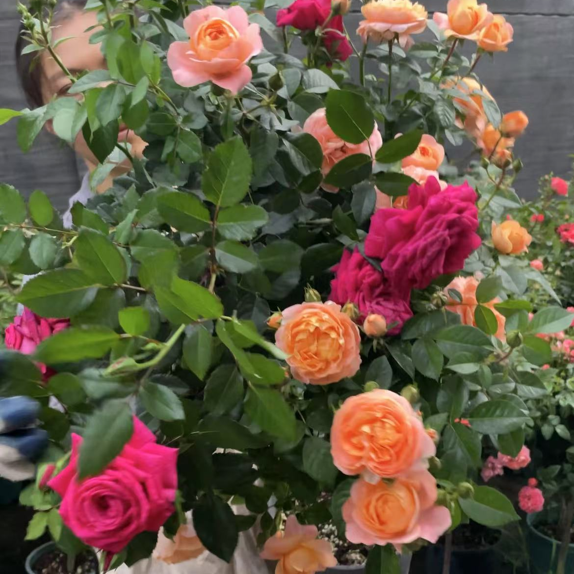 京东快递多色棒棒糖树桩月季带花带盆发货适合室内外种植花卉