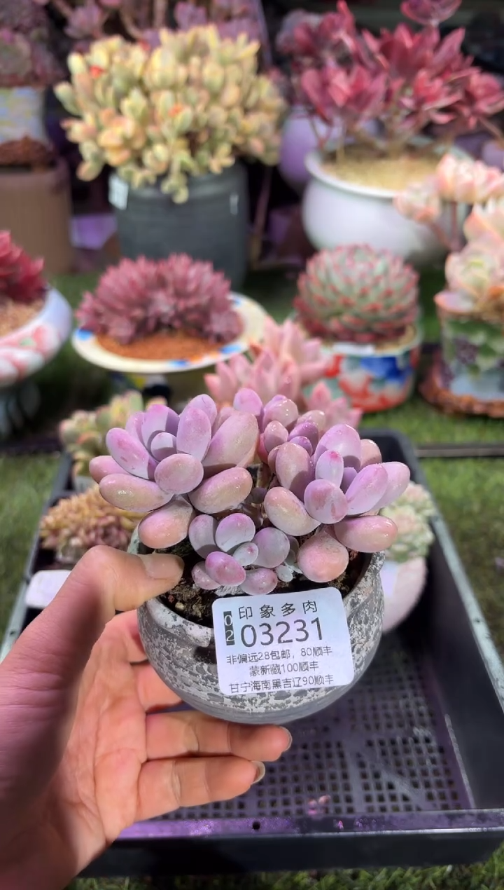 【闪购商品】03231