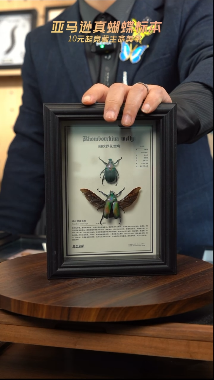 细纹罗花金龟未展翅+展翅中文科普版