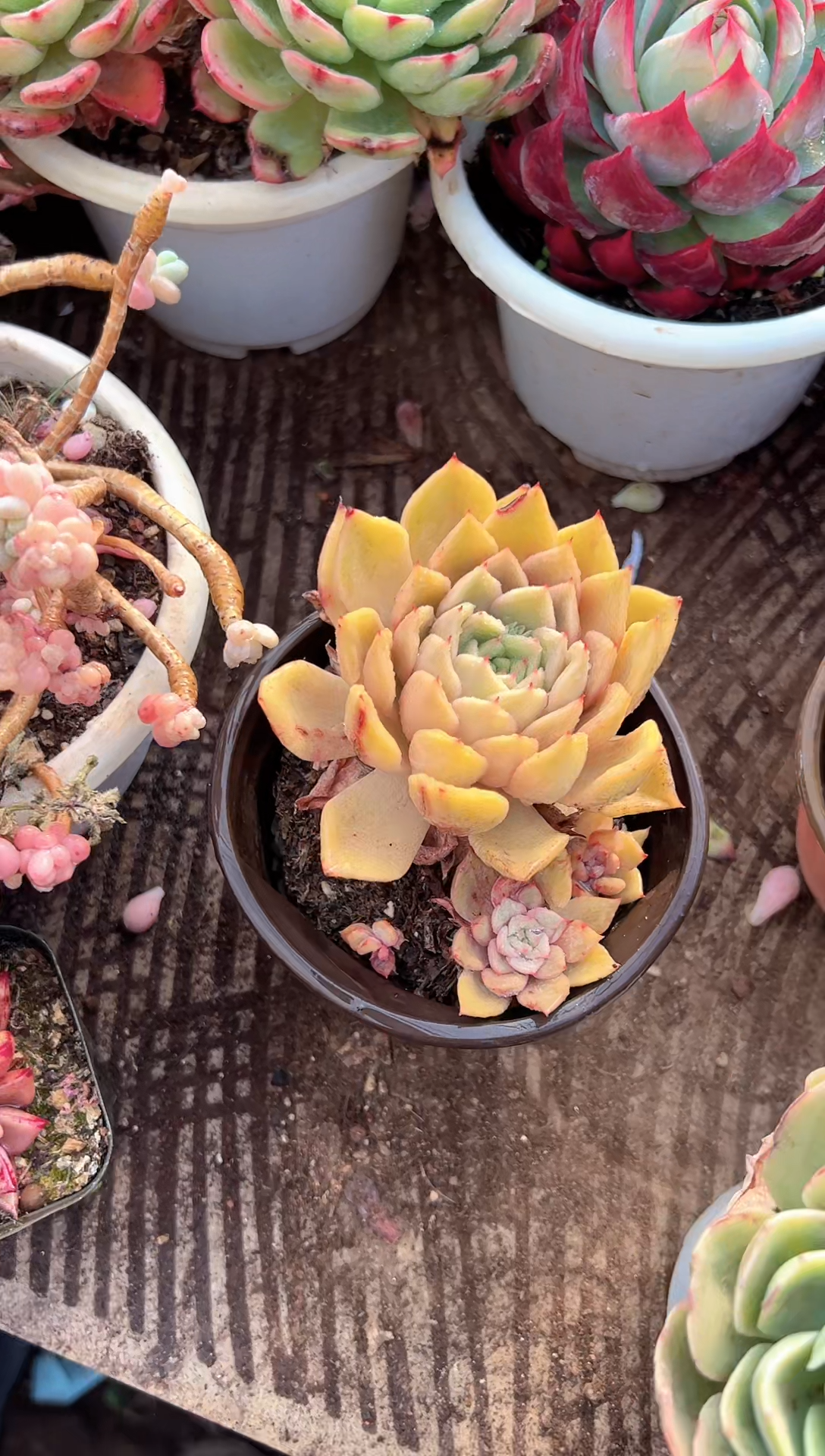 最****?多肉植物一物一拍24354