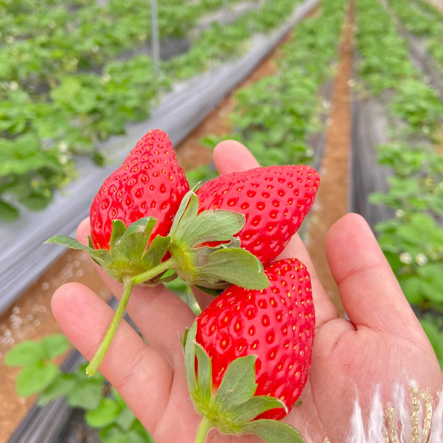 本地屠梁红玉草莓中果一斤