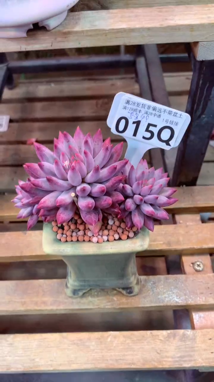 @****生015Q（一物一拍，精品多肉，所见即所得 ）