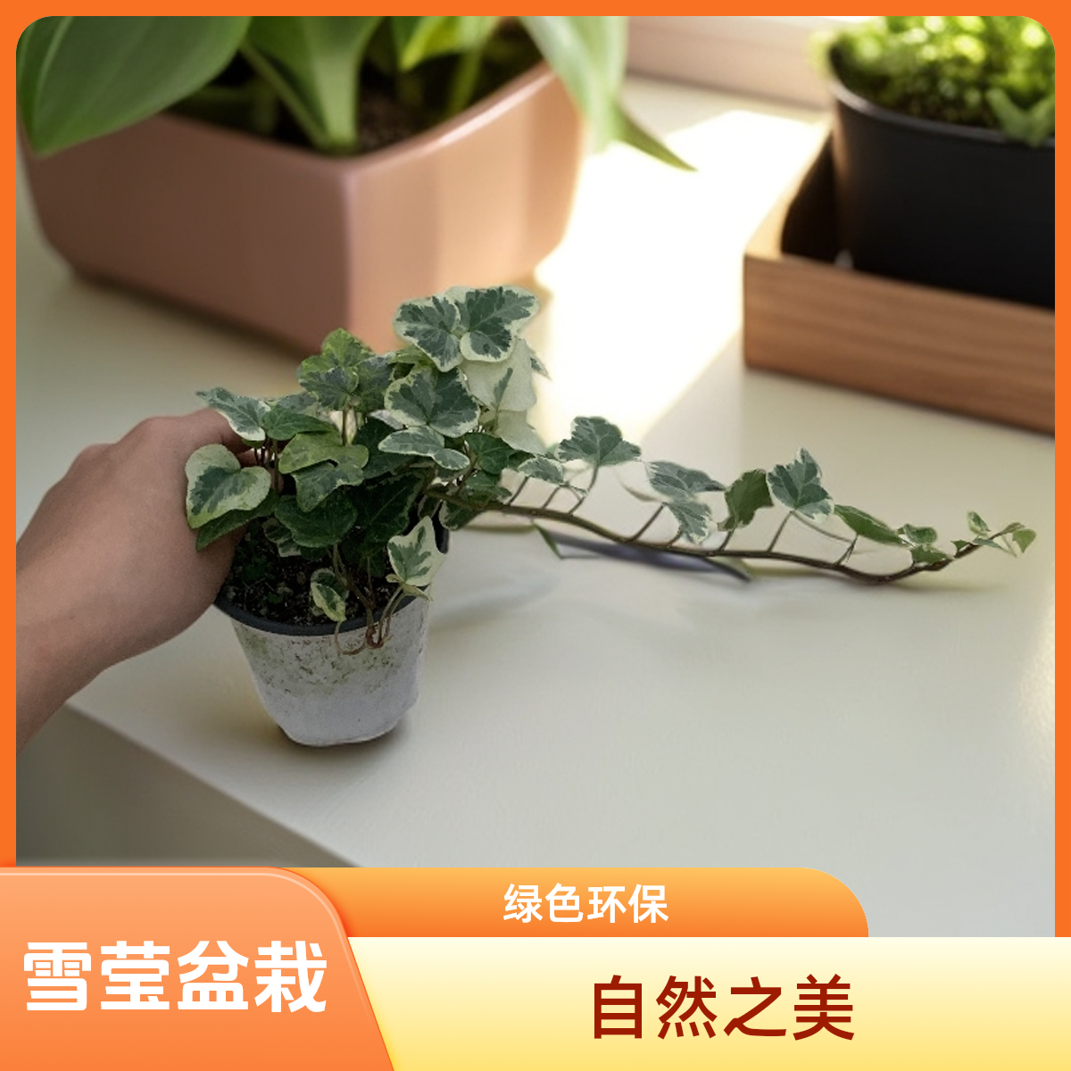 雪莹原土原盆桌面植物绿植