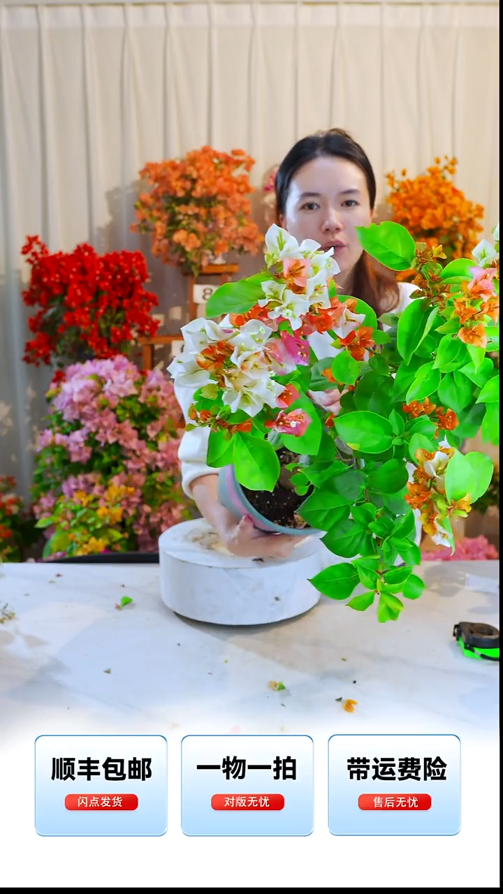 大部分开放少量花苞黄金凤凰