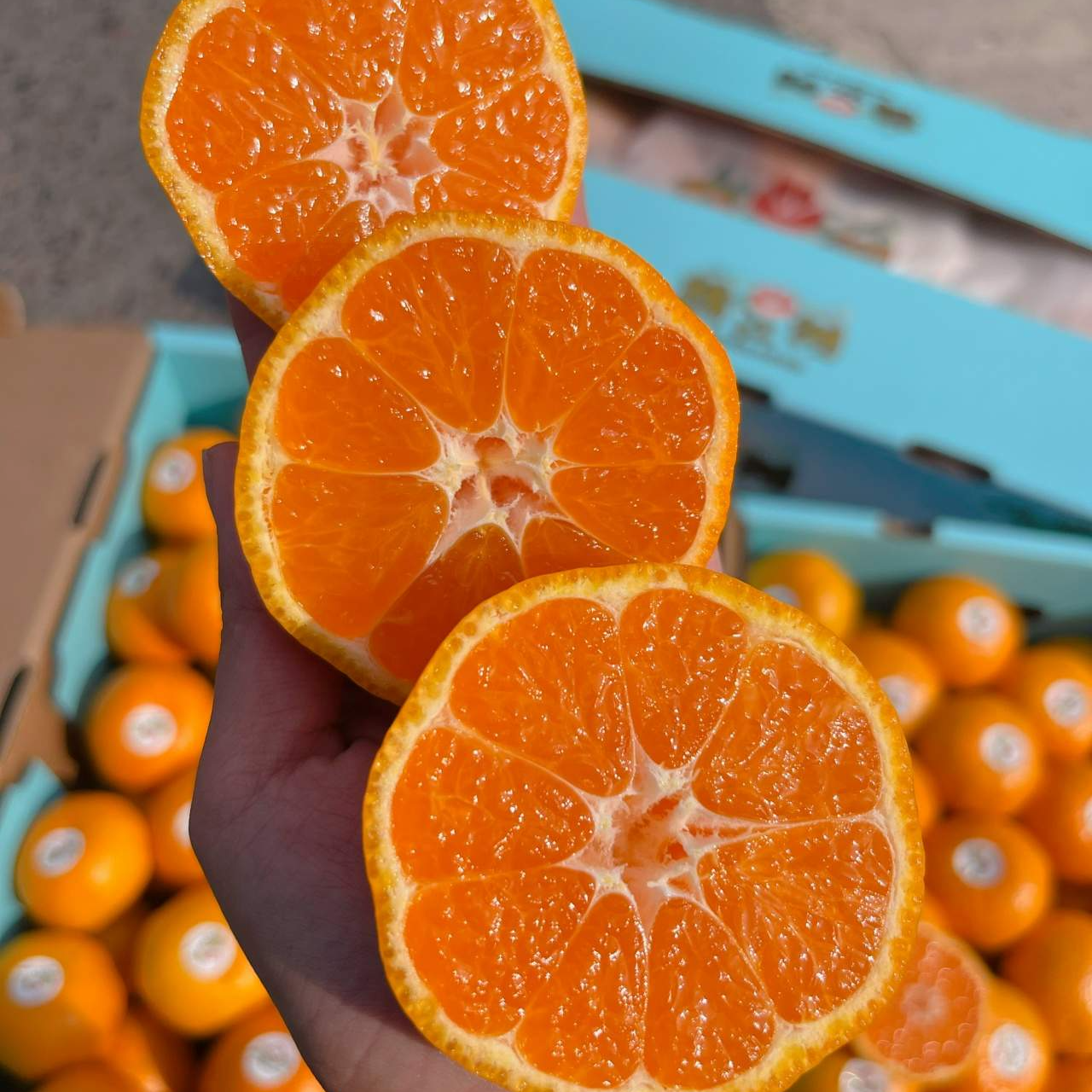 【韩美丽专属】橘江湖蜜橘 薄皮无籽 入口化渣