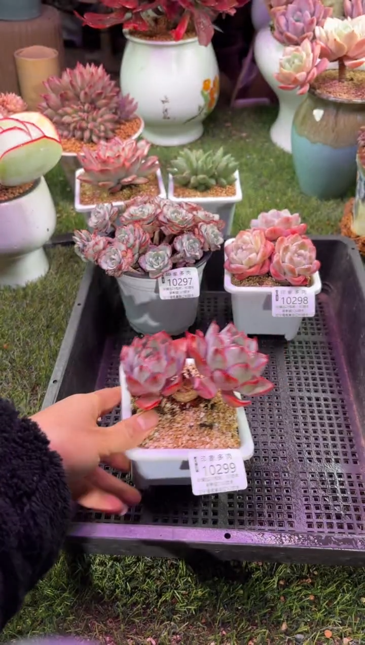 【闪购商品】10299