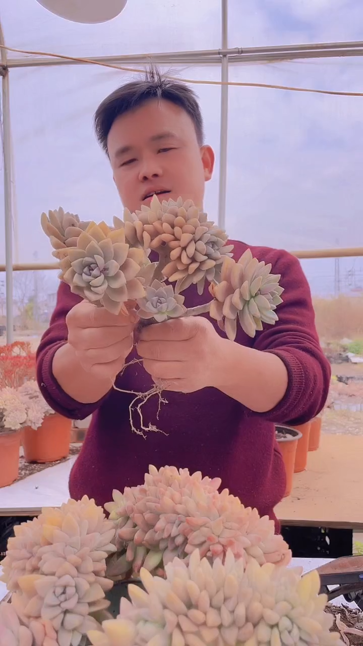 【闪购商品】缀化177