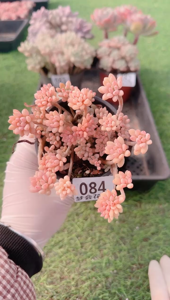 【闪购商品】梦会多肉一物一拍