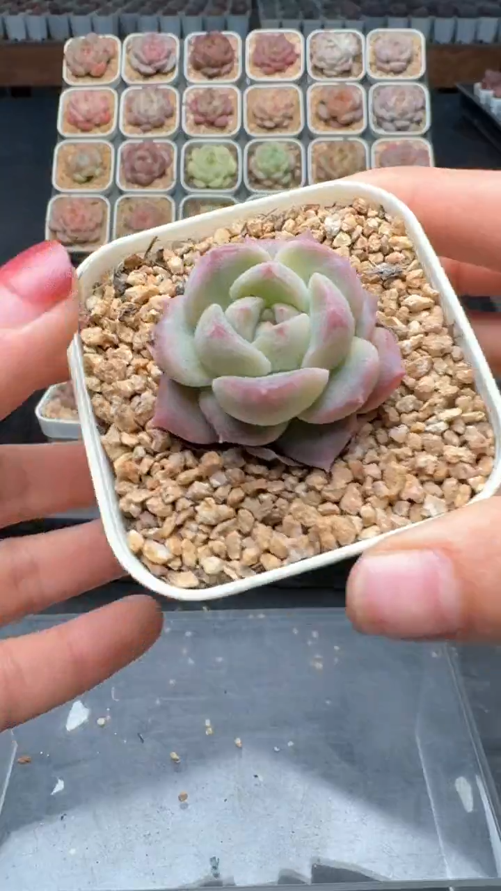 【闪购商品】010号珍妮多肉一物一拍3单包邮