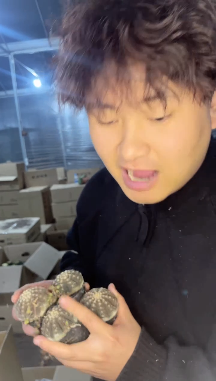 【闪购商品】4颗 实生根 拉根