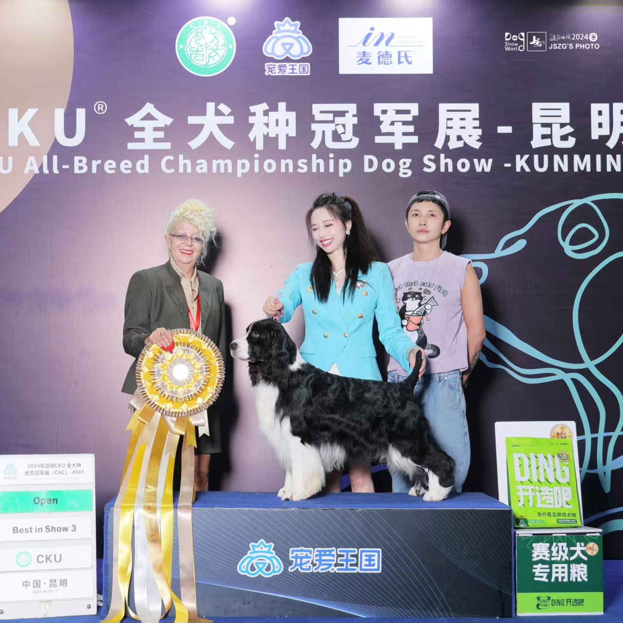 【路飞史宾格】CKU赛级双血统史宾格犬陪伴家庭陪伴犬