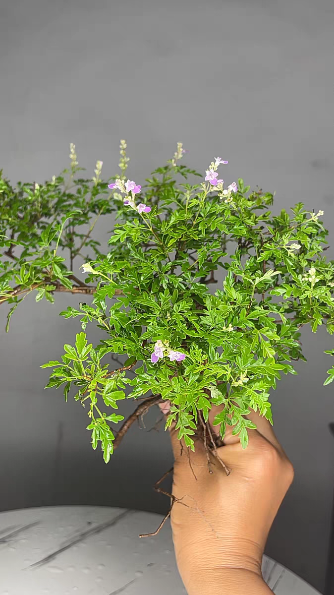 小叶黄荆 直播间所见即所得（生桩保鲜不保活）偏远地区不包邮