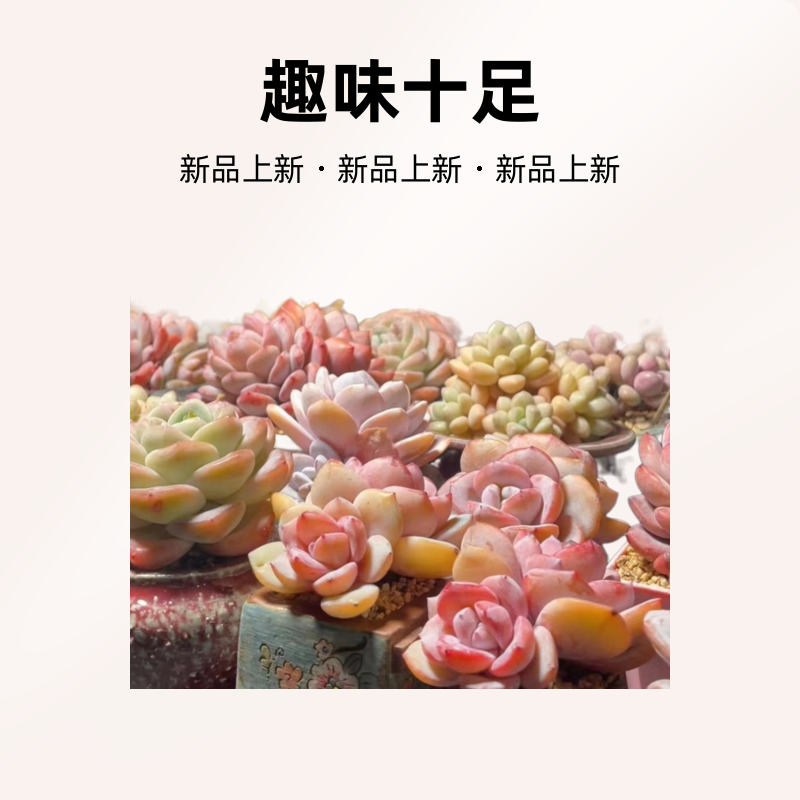 奶茶多肉植物一物一拍链接