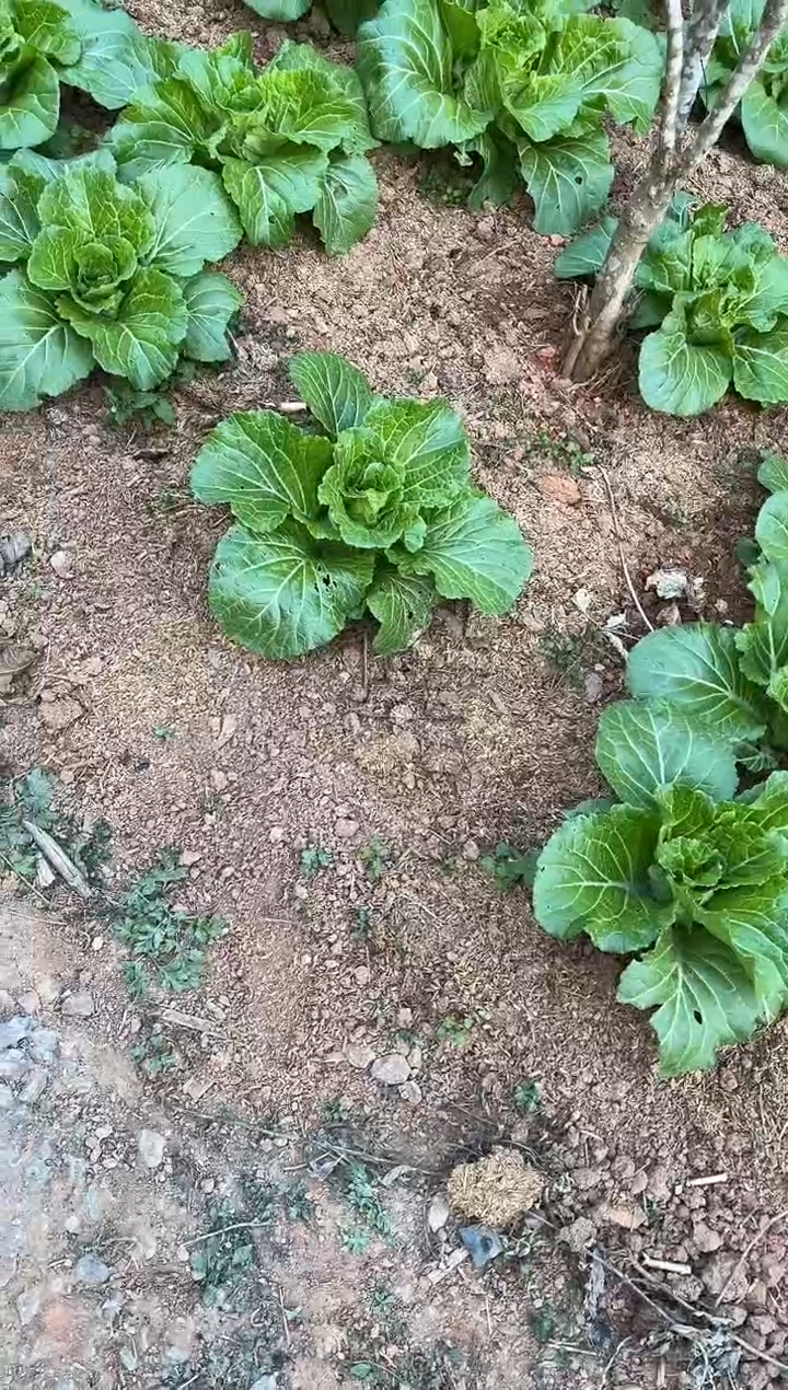 【闪购商品】茶盏杨建平咨询链接勿拍