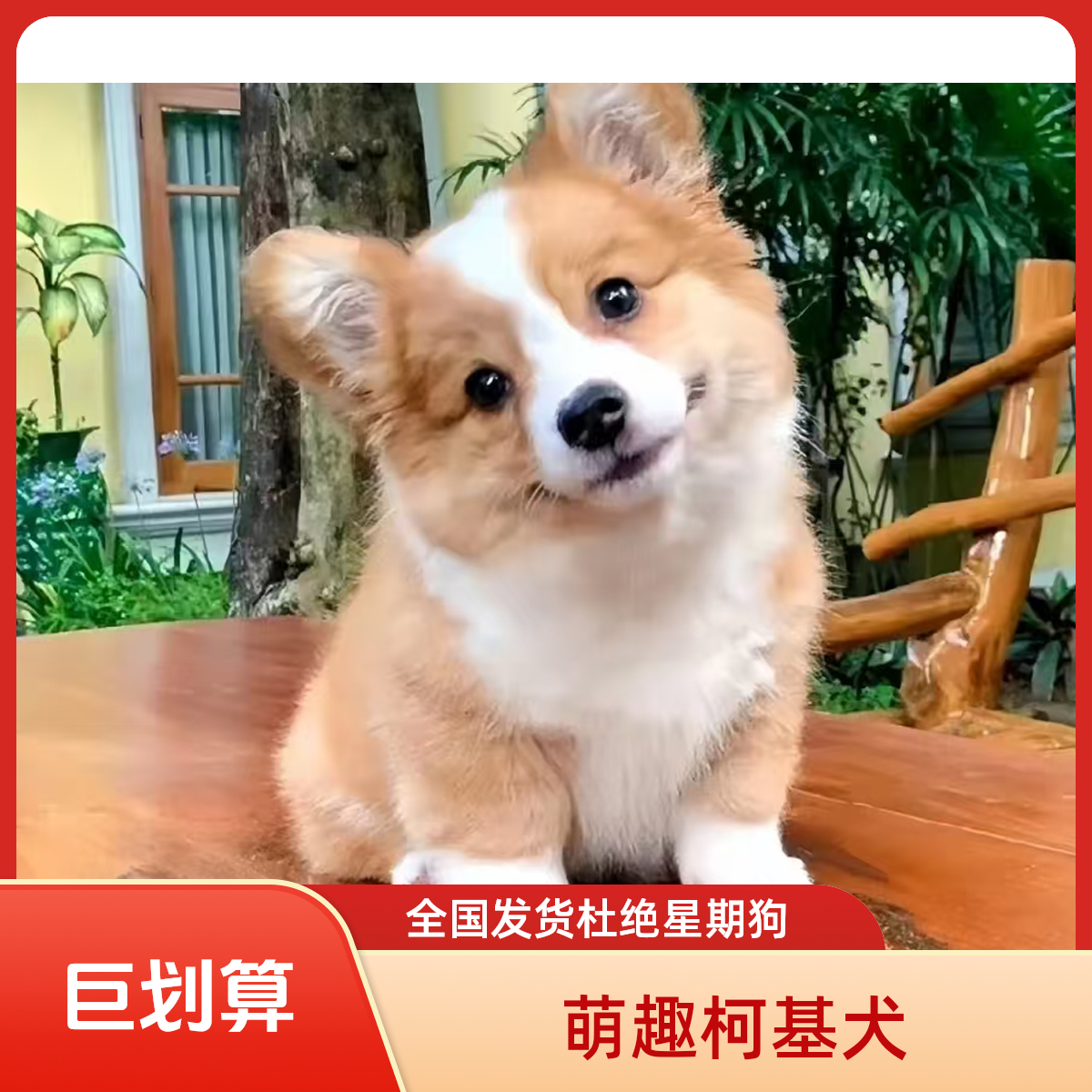 纯种双色三色柯基幼犬可爱小短腿大屁股家庭宠物狗