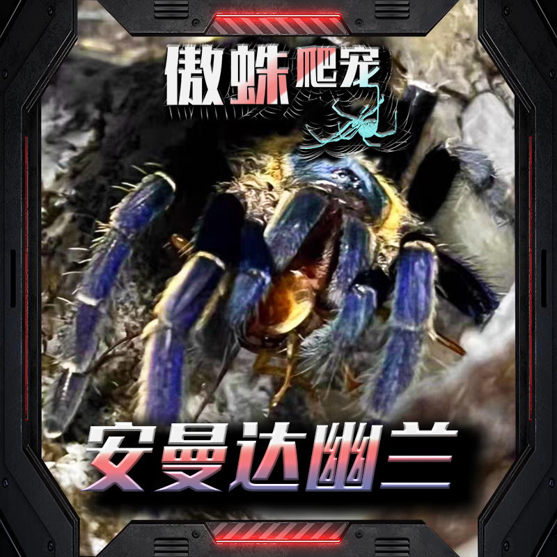安曼达幽兰地老虎高端系列宠物蜘蛛蓝色惊艳颜色漂亮