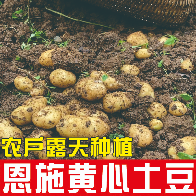 正宗恩施高山黄心小土豆新鲜粉糯适合烤制恩施小土豆马尔科