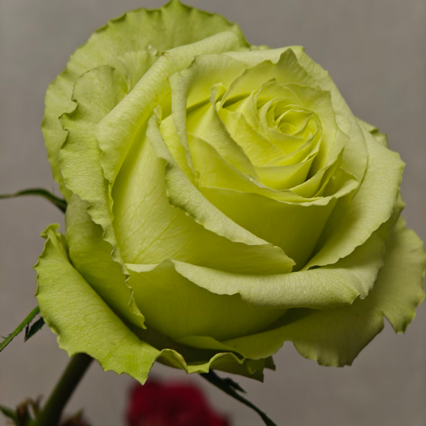 【浪漫格林】三棵包邮牙签小苗月季大花浓香庭院阳台盆栽四季开花