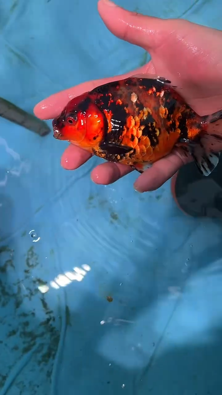 金鱼2单包邮  售后开箱视频