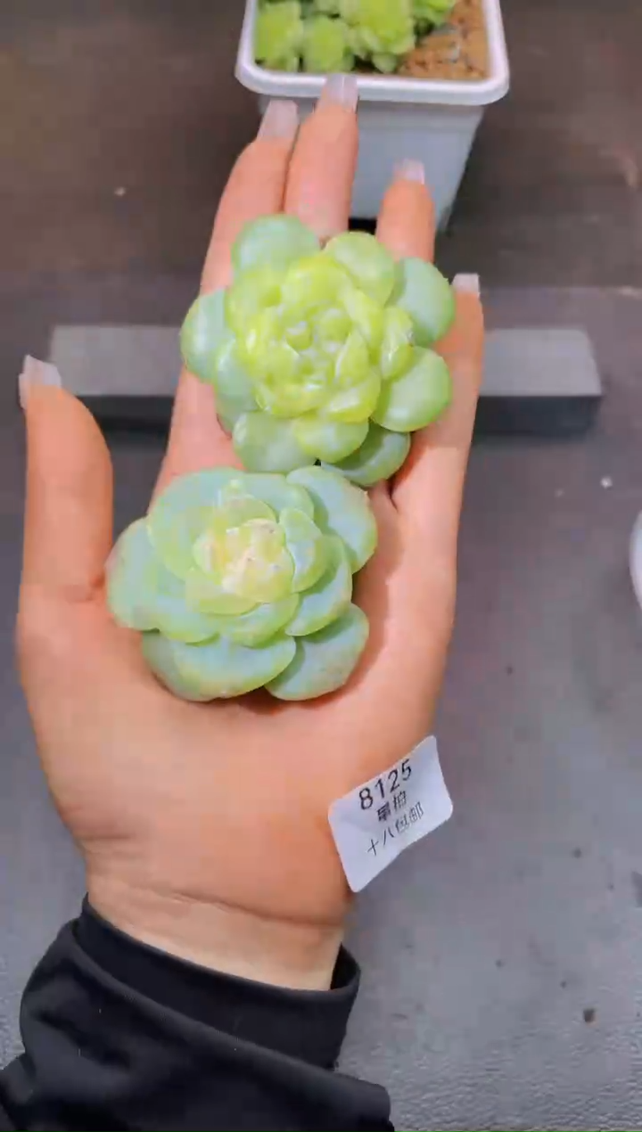 8125月光系列随机发一颗量拍