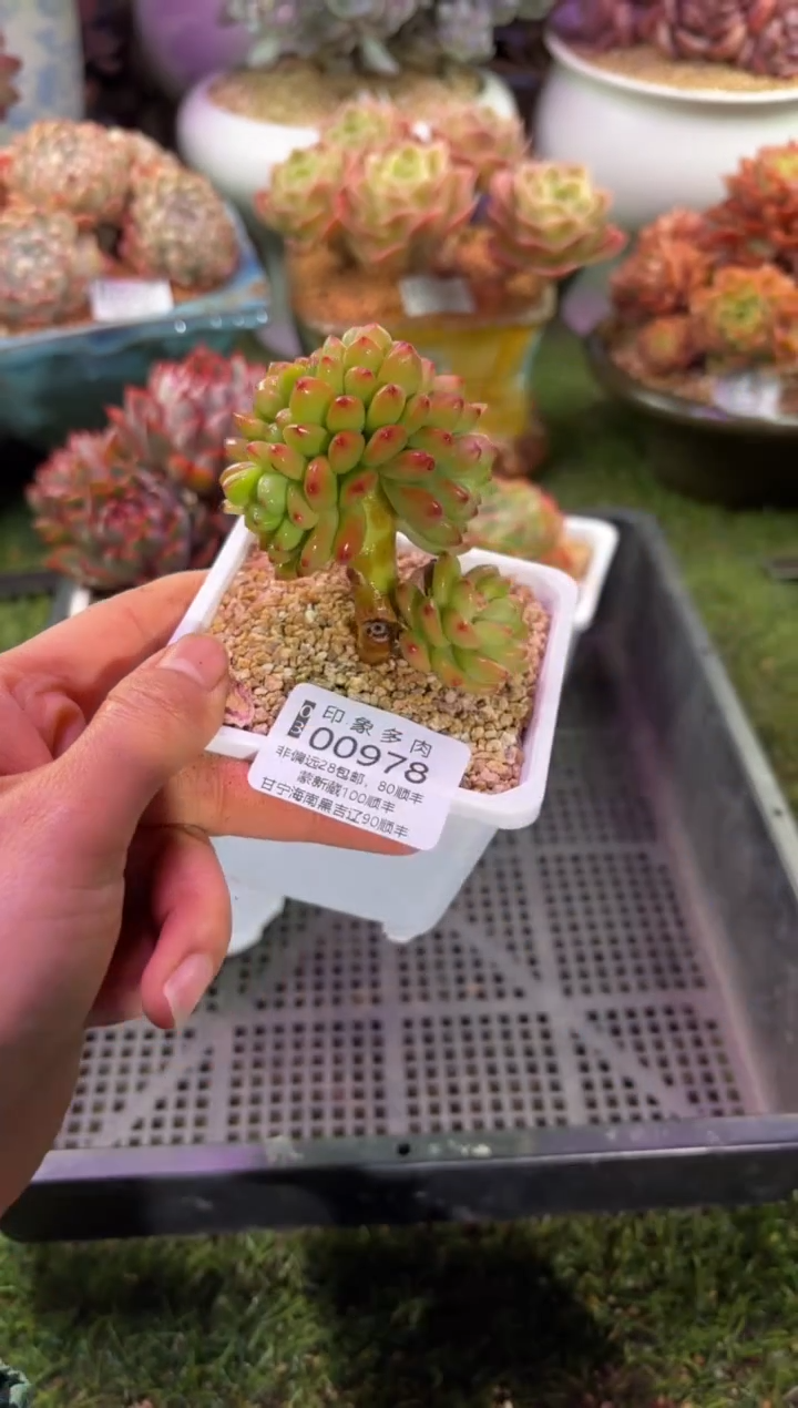 【闪购商品】00978