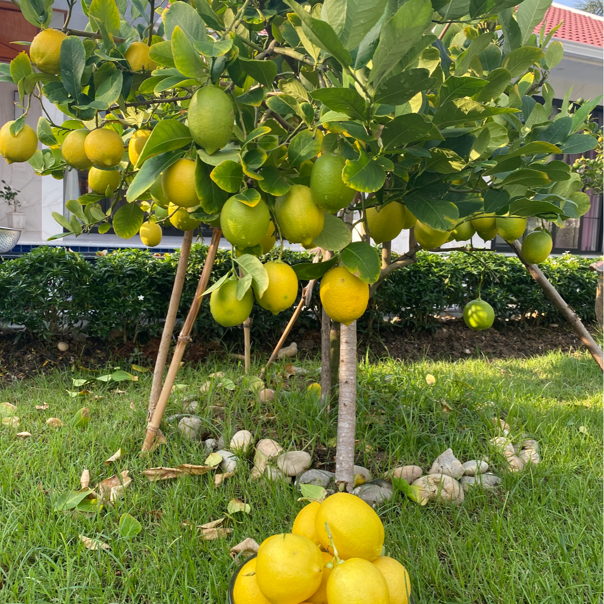 lubao/绿豹香水柠檬树盆栽可室内外种植四季开花结果清香水果绿植