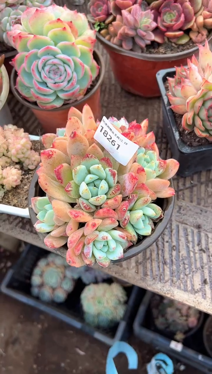 翡***?多肉植物一物一拍18261