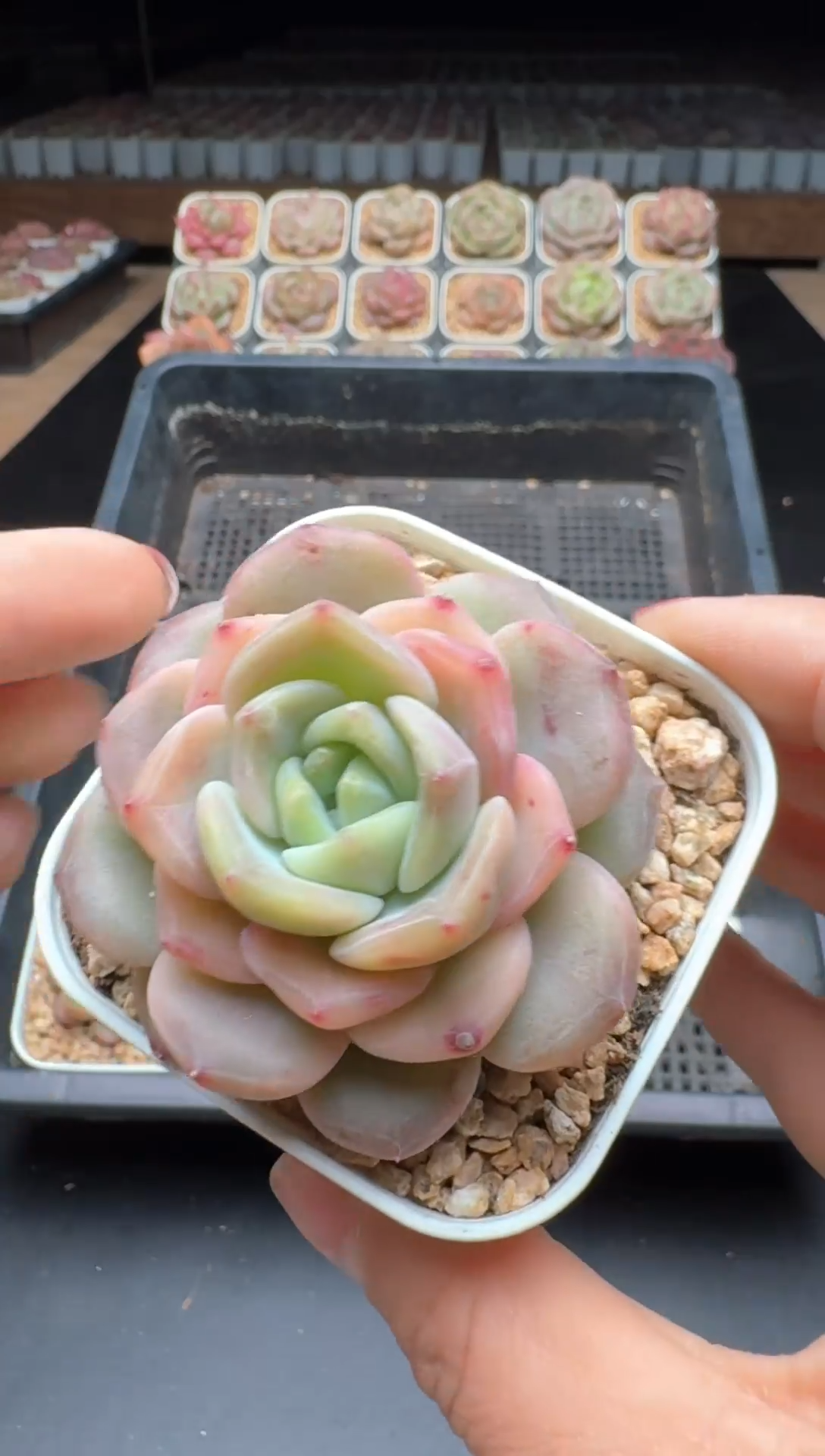 【闪购商品】846号一物一拍珍妮多肉花卉植物3颗起发