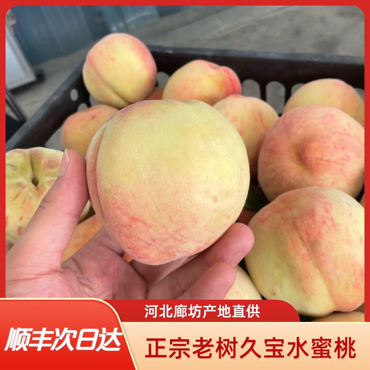 【顺丰次日达】正宗老树久宝水蜜桃离核桃3斤/5斤装河北省