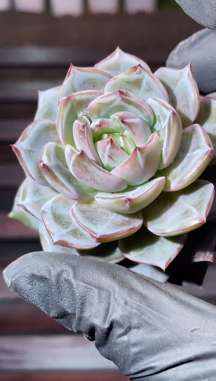 31-97 暗纹怪 4-5厘米量拍发一颗