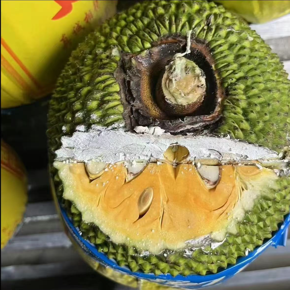 【瑕疵】越南黄肉菠萝蜜（一果一拍，感兴趣咨询主播）