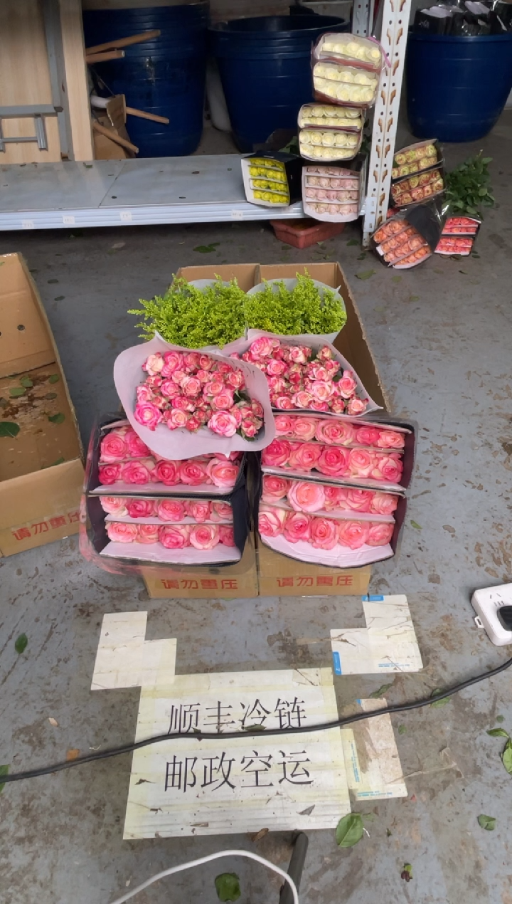 艾沙20枝+折射10枝+黄莺