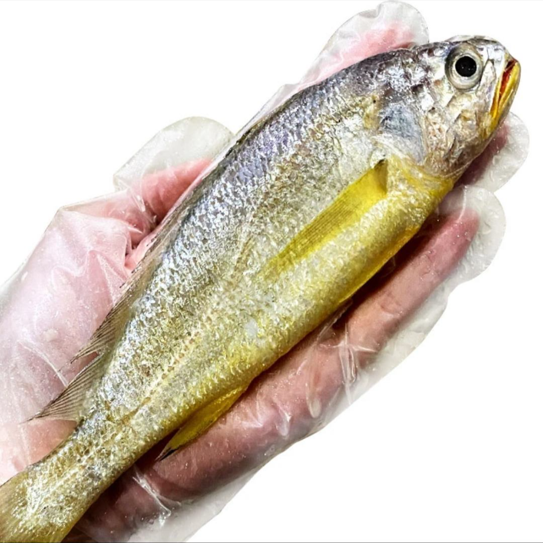 东海野生小黄鱼(一斤9条左右)拍3斤送1斤 冰鲜发货