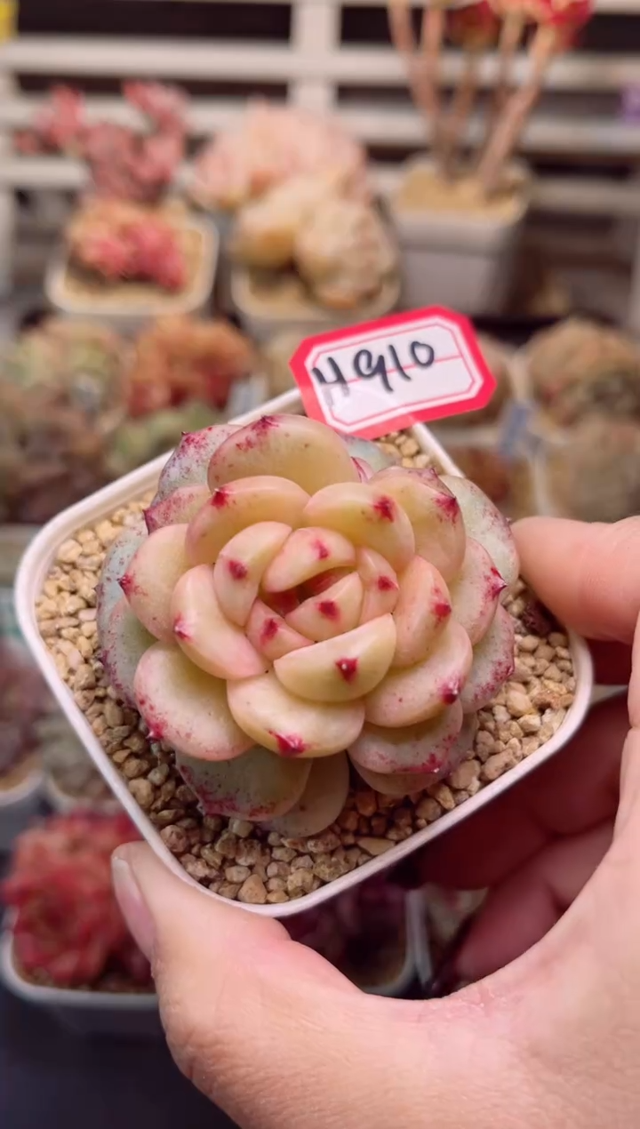 【闪购商品】H910小酒窝一物一拍