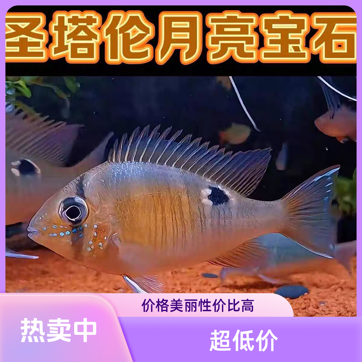 圣塔伦月亮宝石七彩天使鱼等多种热带观赏鱼活体好养耐活