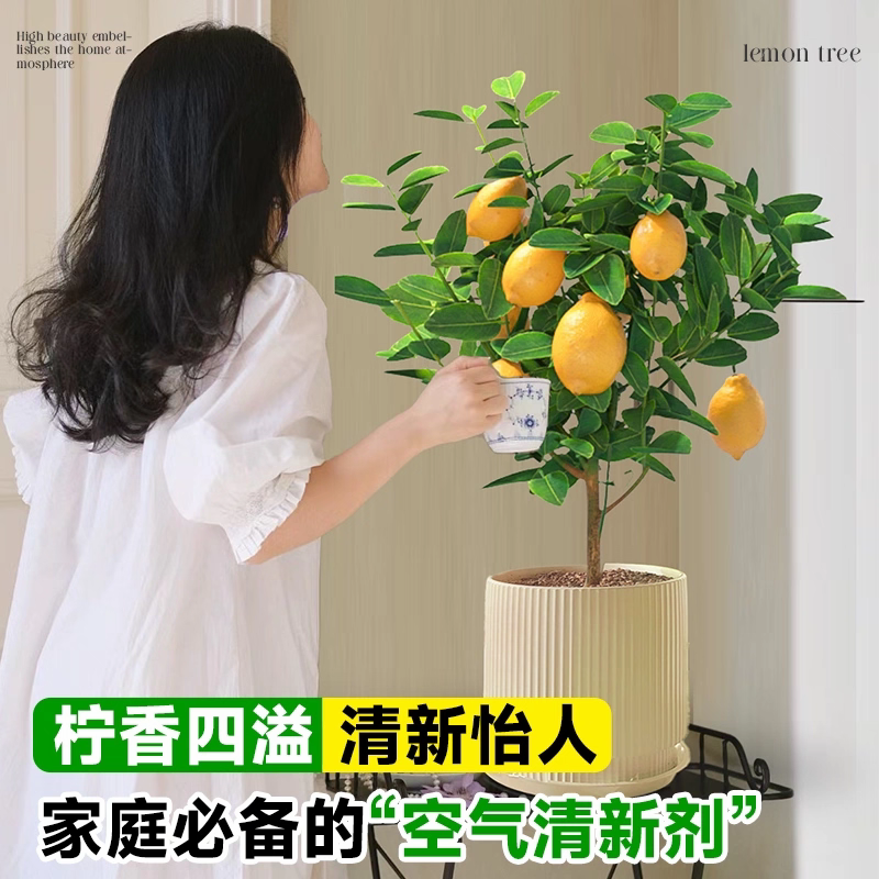 【带果发货】香水柠檬树苗盆栽地栽阳台庭院均可四季开花好养