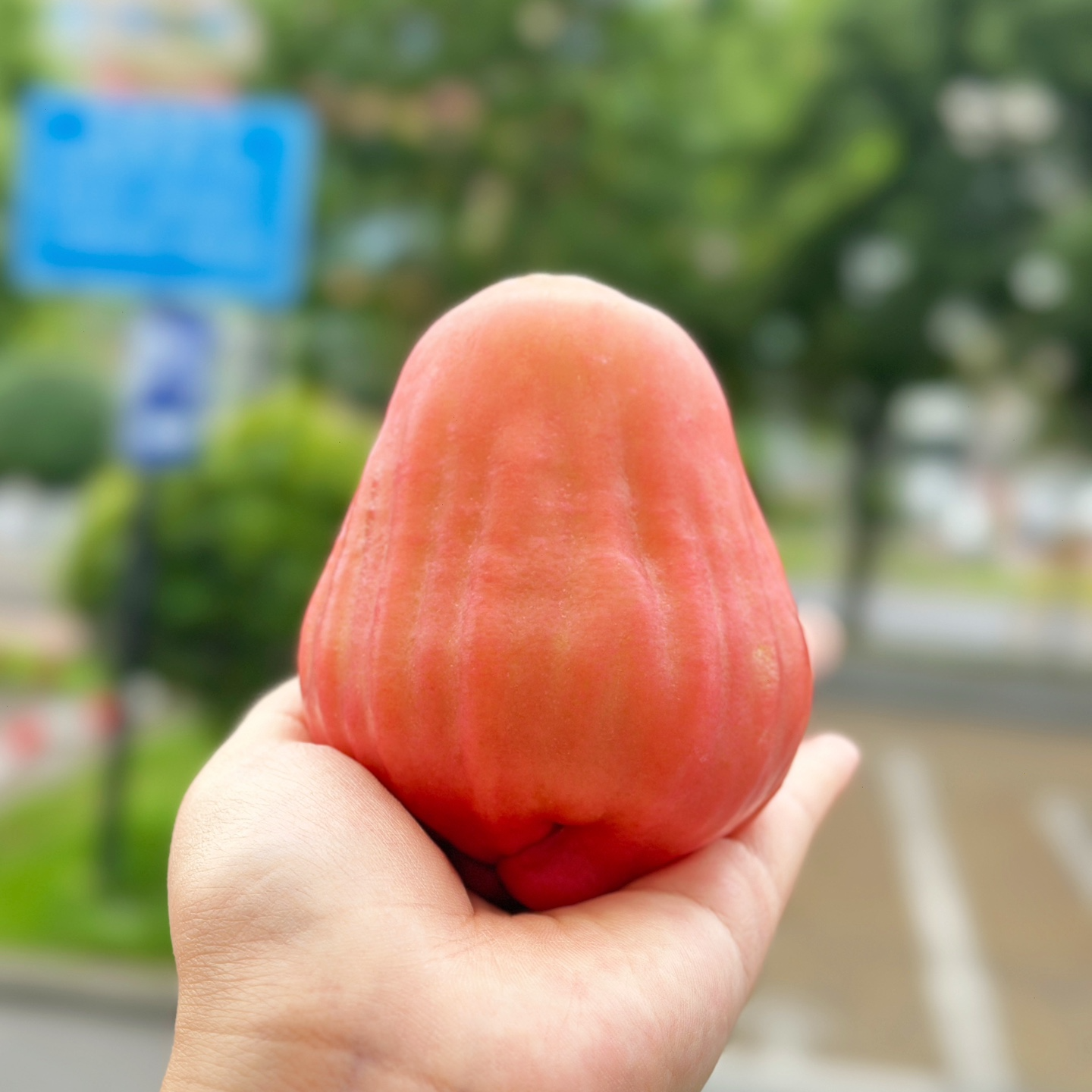 果切【牛优果】甜心哈尼莲雾切盒（不低于450g）