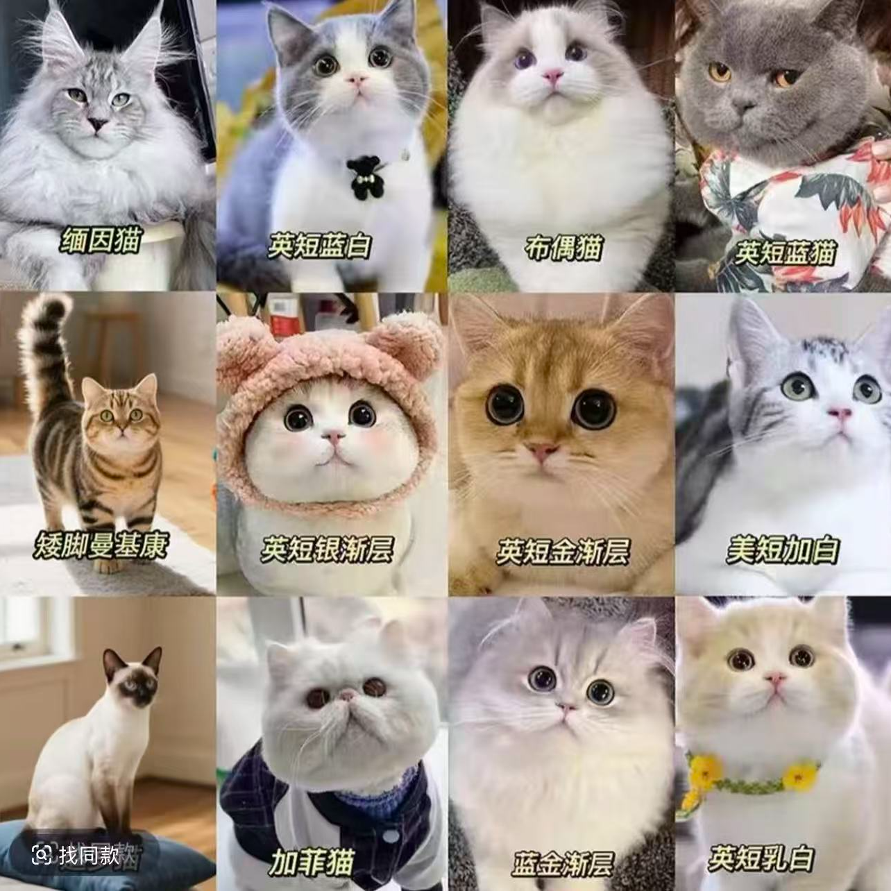 【姜小喵】全猫品种猫猫一对一对接不满意全额退