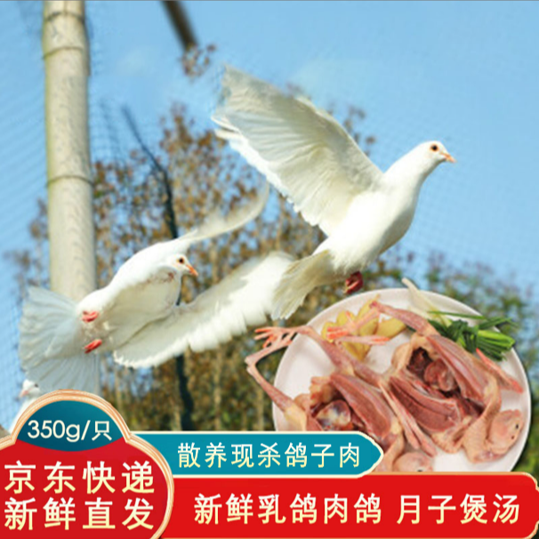 盛家浜严选上海金山大皇乳鸽 上海本地鸽