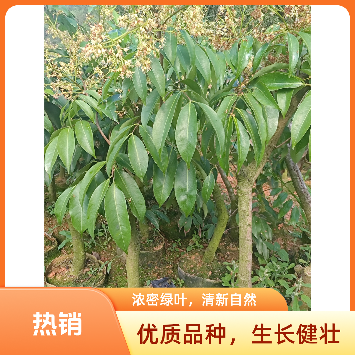荔枝树、正宗、正品桂味荔枝树苗、原土原杯发货，好种易活好管理。