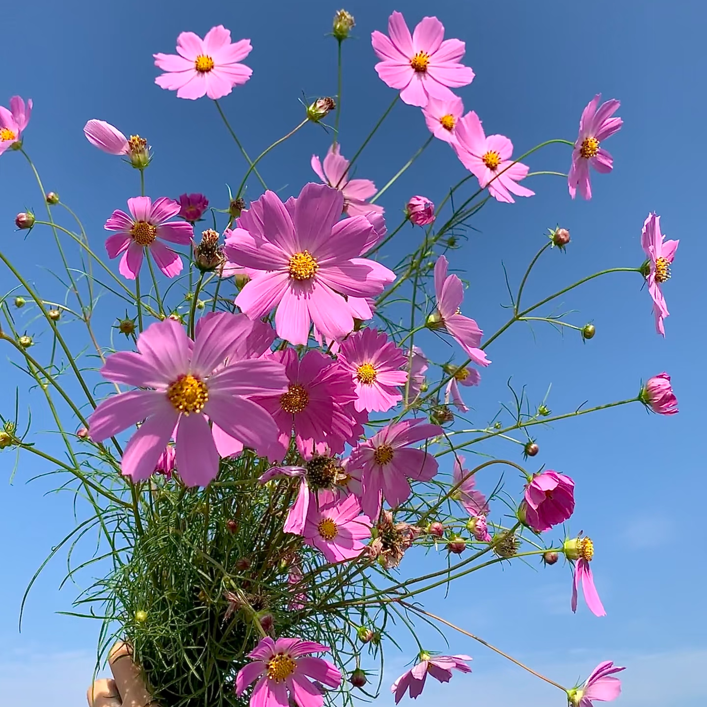 【买一送一】粉色格桑花一把  云南 基地鲜花   水养  家养