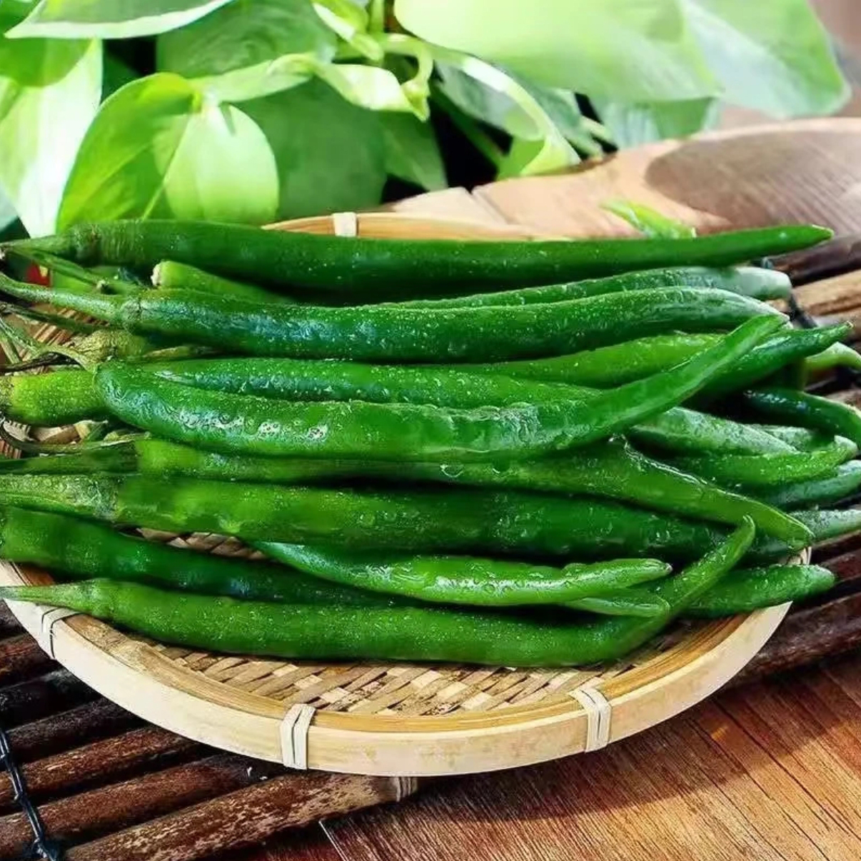 四川农家种植二荆条新鲜现摘现发线椒青椒种植时令蔬菜