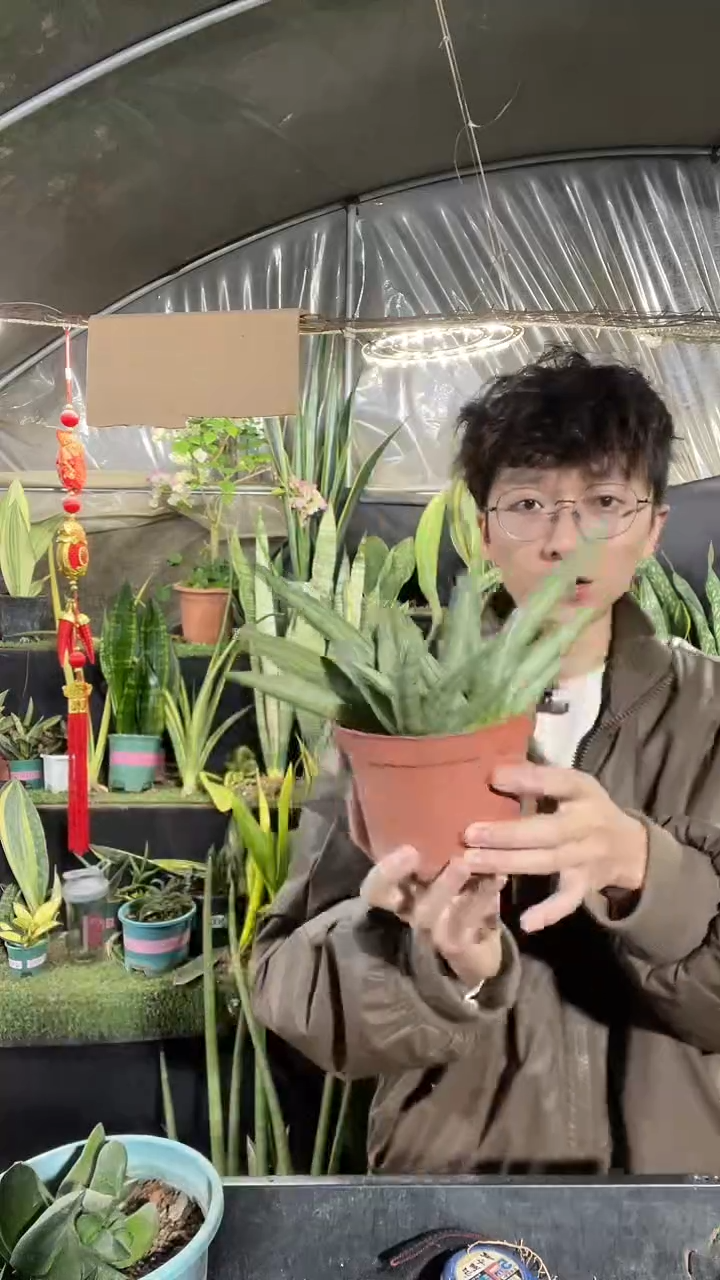 2号白玉佛手兰68