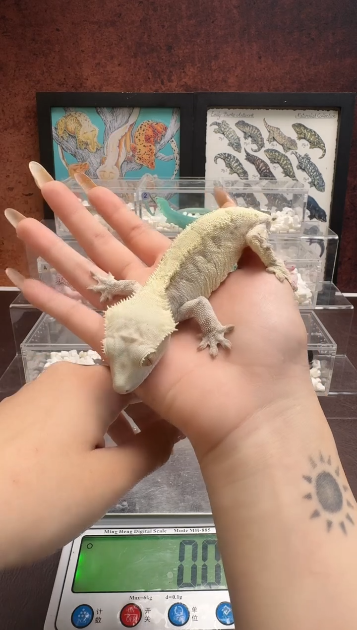 睫角守宫鳞与尾 Scale Tail 爬宠断尾花瓶J77