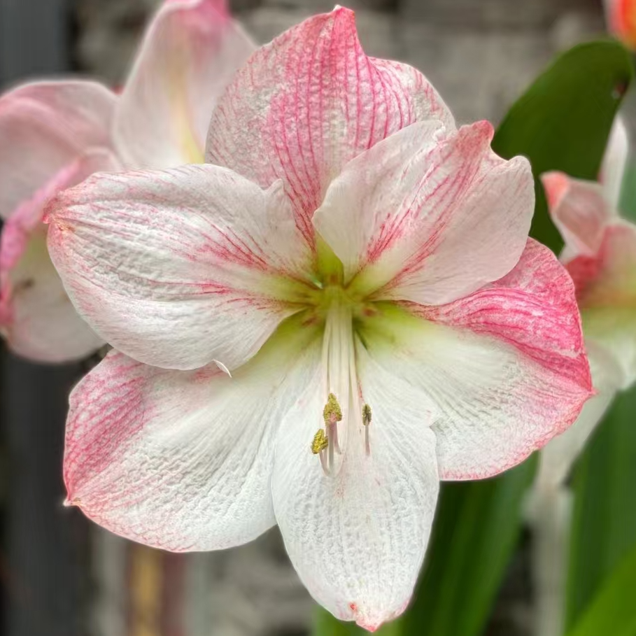 「格兰迪斯」单瓣 进口球 荷兰进口朱顶红种球 实际偏小