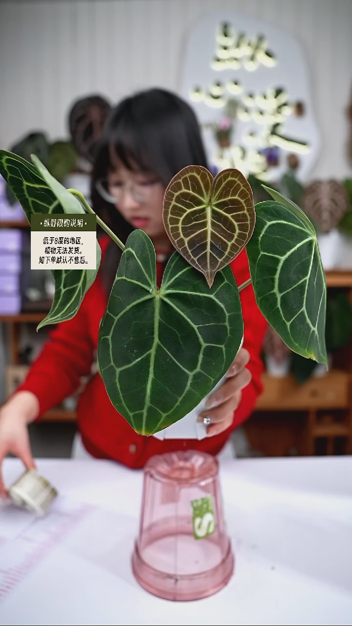 完全开放Y71克莱恩