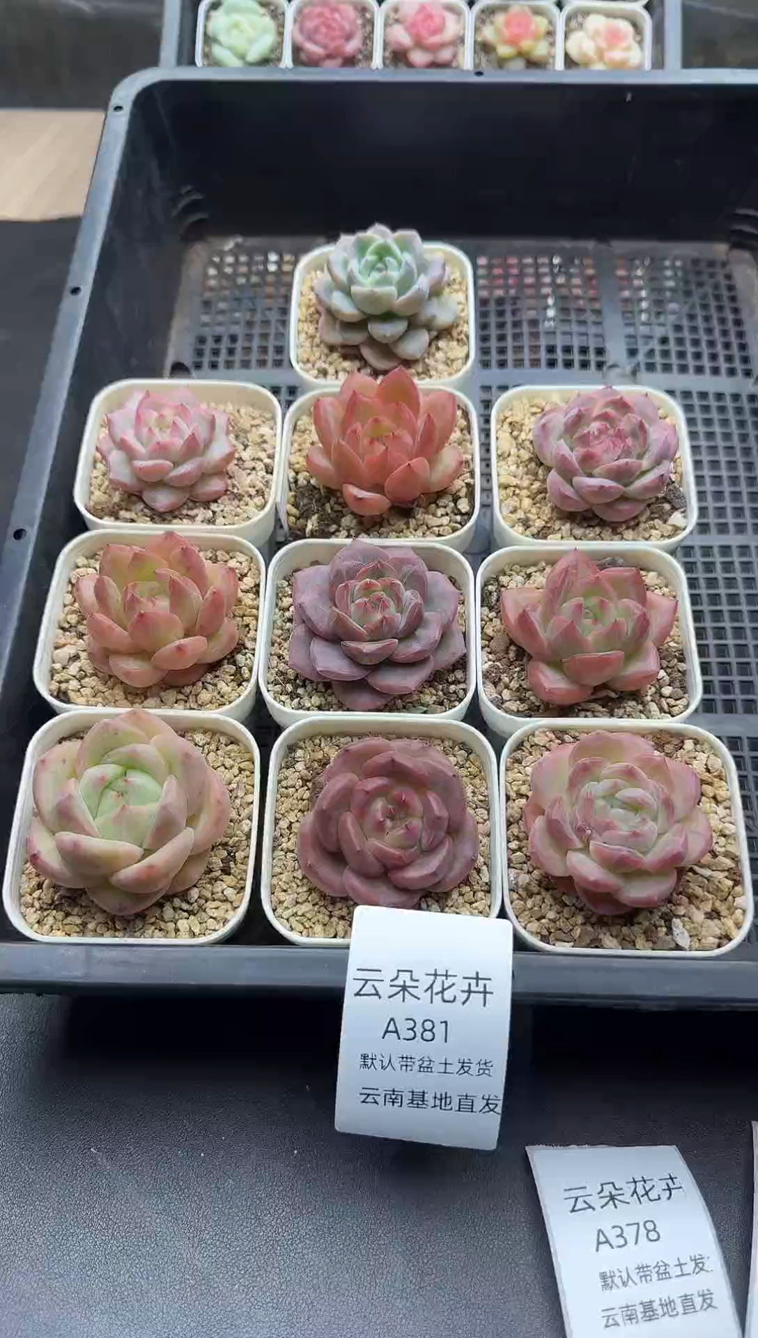 珍妮杂交多肉A381