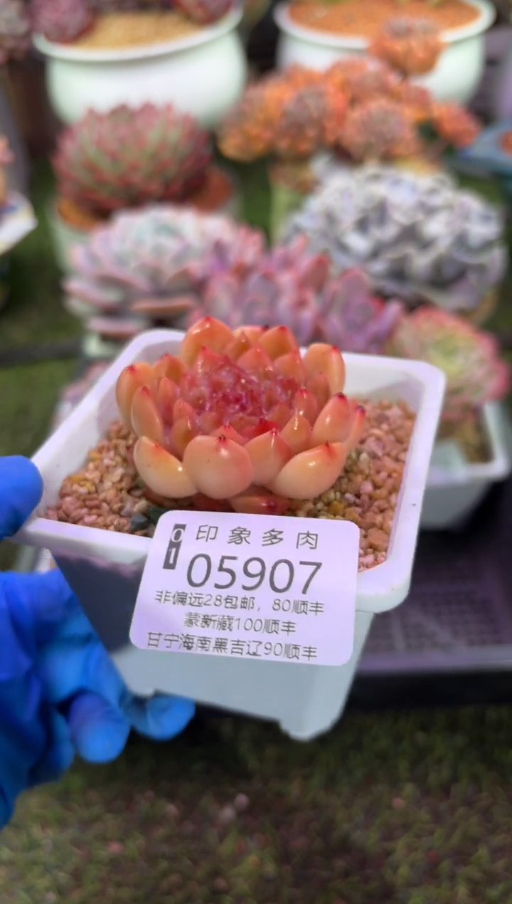 【闪购商品】05907