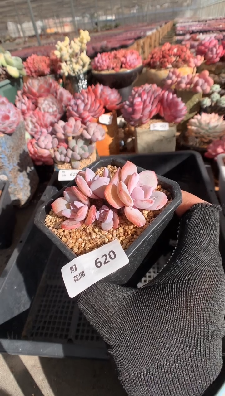 620奶茶一物一拍